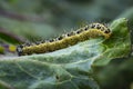 Caterpillars of the Pieris brassicae Large White Butterfly, cabbage butterfly, cabbage white, cabbage moth