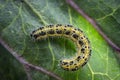 Caterpillars of the Pieris brassicae Large White Butterfly, cabbage butterfly, cabbage white, cabbage moth Royalty Free Stock Photo