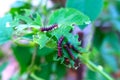 Caterpillars Ã¯Â¸Âof Tawny Caster (Acraea violae) on green leaf