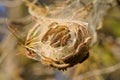 Caterpillars on a tree branch cocoon. Royalty Free Stock Photo