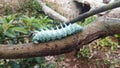 caterpillars on tree branches are whitish green Royalty Free Stock Photo