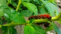 Caterpillars are a type of insect that has fine hair all over its body