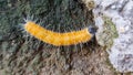 caterpillars ulat bulu Royalty Free Stock Photo