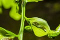 The caterpillars are unsightly color for camouflage