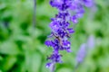 Caterpillars eating leaves and flowers Of lavender For growth