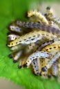 Caterpillars of weave moth yponomeuta evonymella Royalty Free Stock Photo