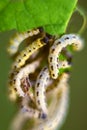 Caterpillars of weave moth yponomeuta evonymella Royalty Free Stock Photo