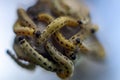 Caterpillars of weave moth yponomeuta evonymella Royalty Free Stock Photo