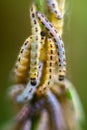 Caterpillars of weave moth yponomeuta evonymella Royalty Free Stock Photo