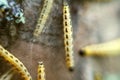 Caterpillars of weave moth yponomeuta evonymella Royalty Free Stock Photo