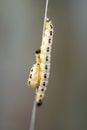 Caterpillars of weave moth yponomeuta evonymella Royalty Free Stock Photo