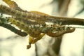 Caterpillars of weave moth yponomeuta evonymella Royalty Free Stock Photo