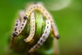 Caterpillars of weave moth yponomeuta evonymella Royalty Free Stock Photo