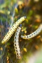 Caterpillars of weave moth yponomeuta evonymella Royalty Free Stock Photo