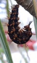 caterpillars that will soon cocoon to become butterflies Royalty Free Stock Photo