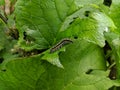 Caterpiller Eating Green Leafs Royalty Free Stock Photo