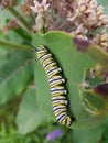 Caterpiller on leaves Royalty Free Stock Photo