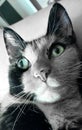 cateye cat pet color calico portrait Royalty Free Stock Photo