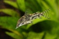 Catfisch banded corydoras or bearded catfish Aquarium Fish Corydoras barbatus Royalty Free Stock Photo