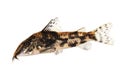 Catfisch banded corydoras or bearded catfish Aquarium Fish Corydoras barbatus Royalty Free Stock Photo
