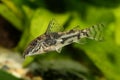 Catfisch banded corydoras or bearded catfish Aquarium Fish Corydoras barbatus Royalty Free Stock Photo