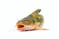 Catfish Royalty Free Stock Photo