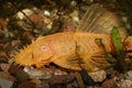Catfish (Ancistrus spec. ) Royalty Free Stock Photo