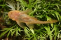 Catfish (Ancistrus spec. ) Royalty Free Stock Photo