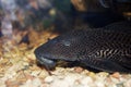 Catfish in aquarium