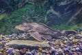 catfish in a beautiful aquarium