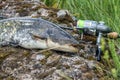 Catfish caught while fishing spinning rod Royalty Free Stock Photo