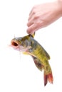 Catfish (Clipping path) Royalty Free Stock Photo