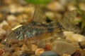 Catfish (Corydoras paleatus) Royalty Free Stock Photo
