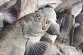 Catfish detail. Just fishing. Bolungarvik harbor. Iceland. Royalty Free Stock Photo