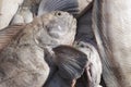 Catfish detail. Just fishing. Bolungarvik harbor. Iceland. Royalty Free Stock Photo