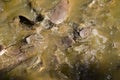 Catfish eating Royalty Free Stock Photo