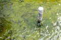 Catfish farm with recirculated fresh water. Baby catfish in a cement pond. Fish farming. Breeding of catfish Royalty Free Stock Photo