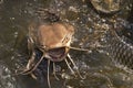 Catfish feeding