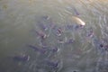 Catfish feeding in river . black and fawn color