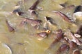 Catfish feeding