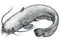 Catfish fish illustration, drawing, engraving, line art, realistic