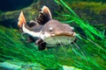 Catfish fish swim and live in a huge aquarium