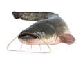 catfish fish weighing 7 kg isolated on white