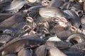 Catfish in Gad sagar tank