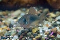 Catfish from genus corydoras Royalty Free Stock Photo