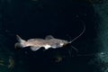 Catfish isolated underwater while diving cenotes Royalty Free Stock Photo