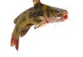 Catfish isolated on white Royalty Free Stock Photo