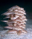 Catfish jenga