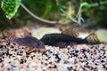 Catfish lies at the bottom of the aquarium from small pebbles, closeup Royalty Free Stock Photo