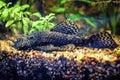 Catfish lying on the rocks among the algae Royalty Free Stock Photo
